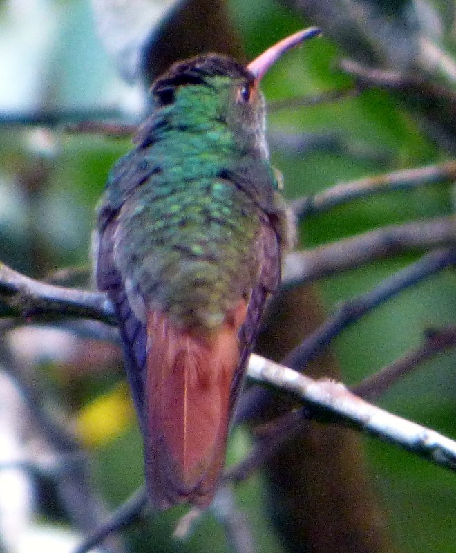 Rufous-tailed Hummingbird - Bill Fox