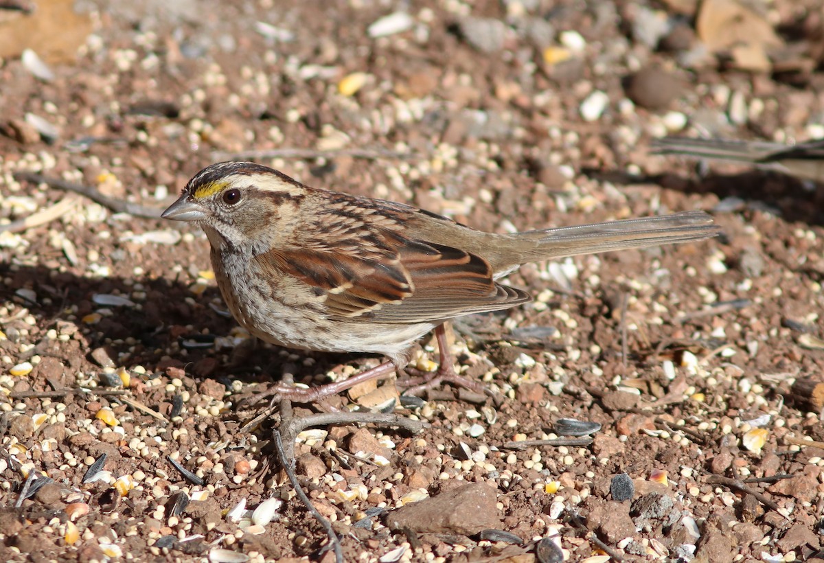 White-throated Sparrow - ML126102081