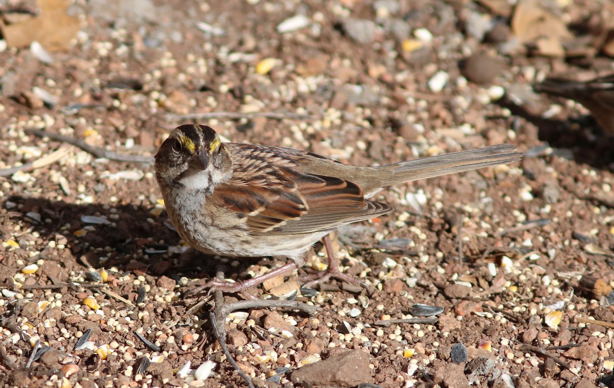 White-throated Sparrow - ML126102171