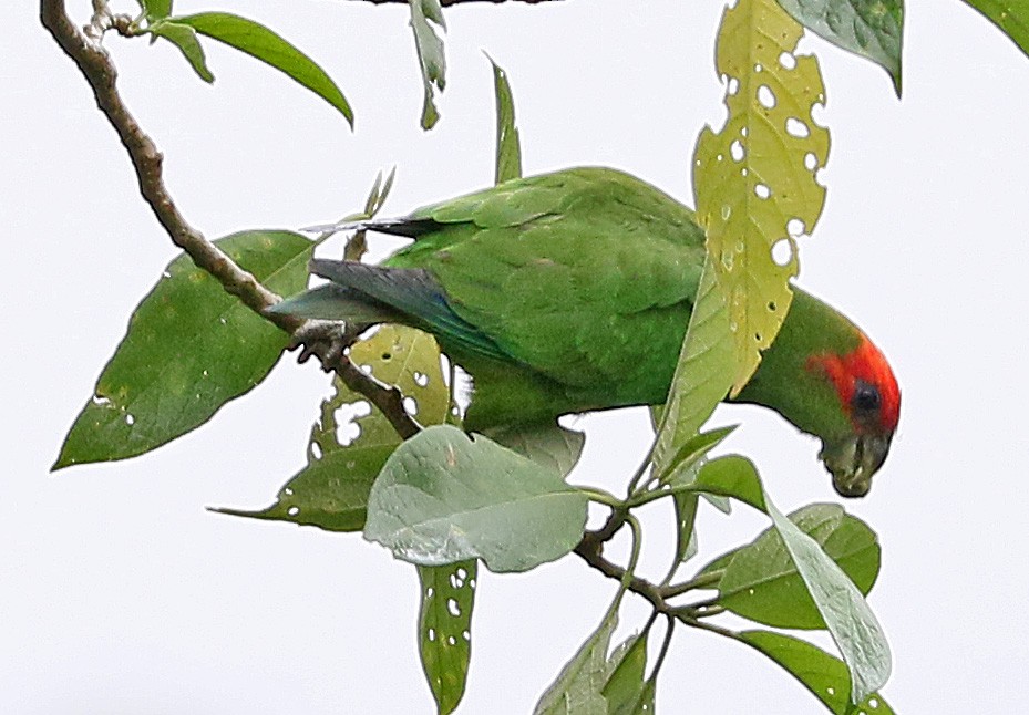 Pileated Parrot - Charlotte Byers
