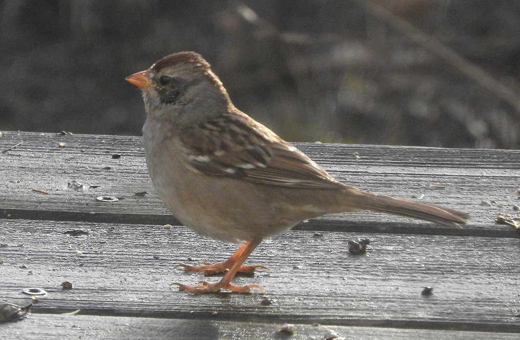 new world sparrow sp. - sheila chambers