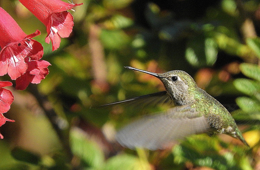 Anna's Hummingbird - sheila chambers