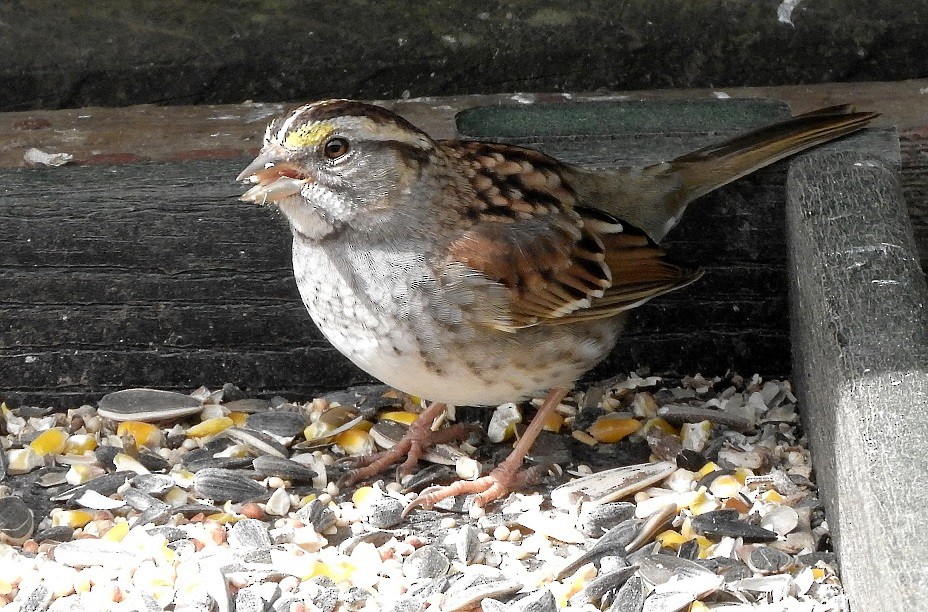 White-throated Sparrow - sheila chambers
