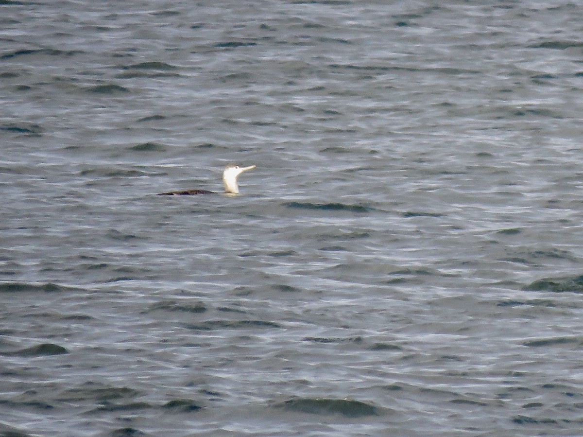 Red-throated Loon - ML126123911