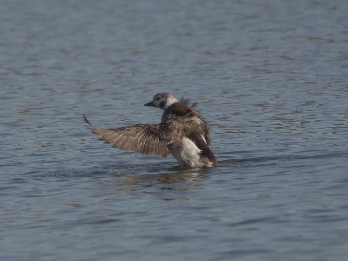 Long-tailed Duck - ML126123921