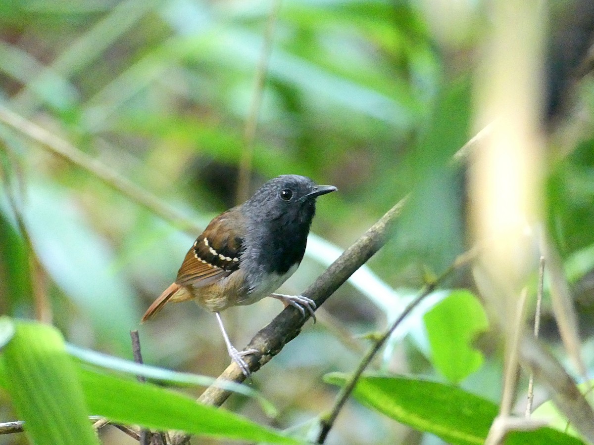 Chestnut-tailed Antbird - Charles Duncan