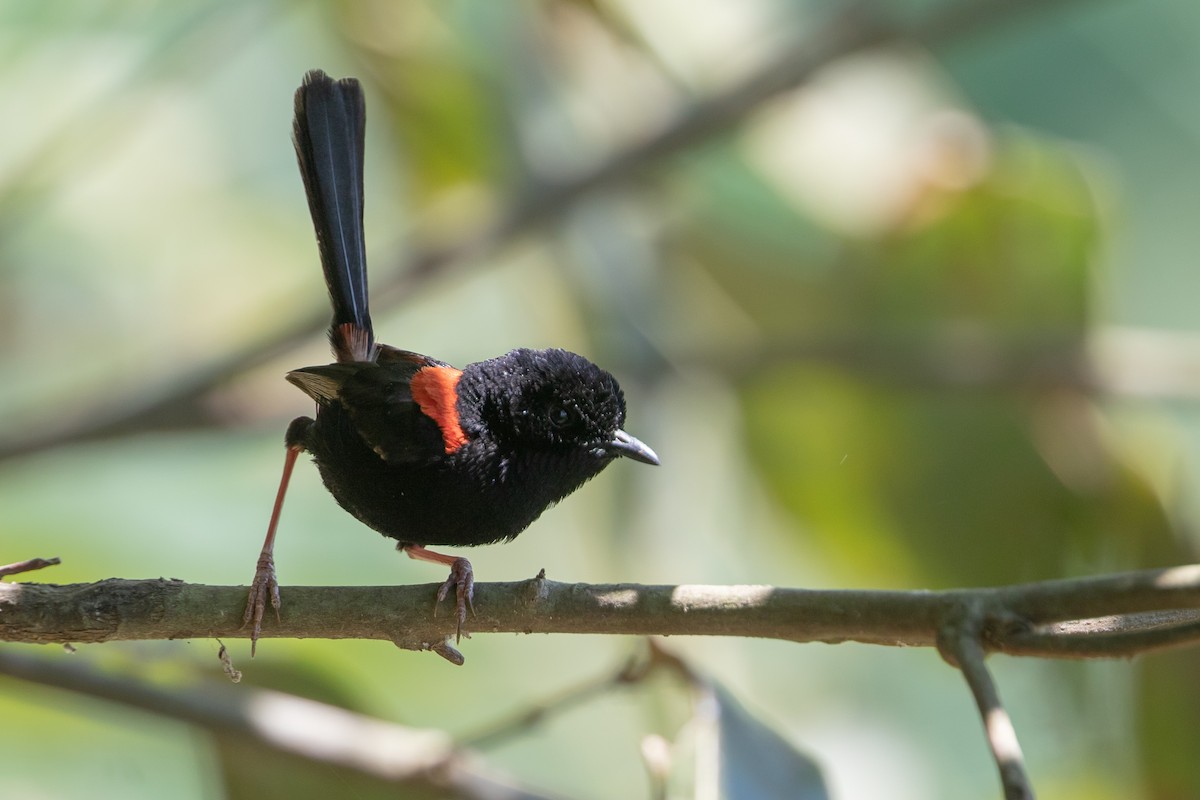 Red-backed Fairywren - Cory Gregory