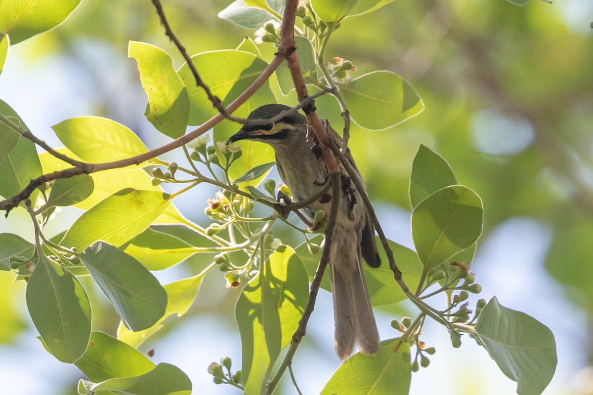 Yellow-faced Honeyeater - Cory Gregory
