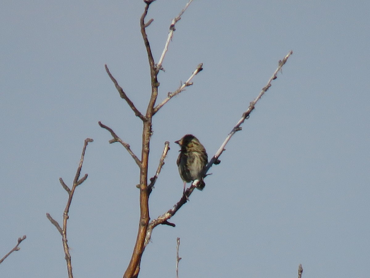 Clay-colored Sparrow - ML126135261