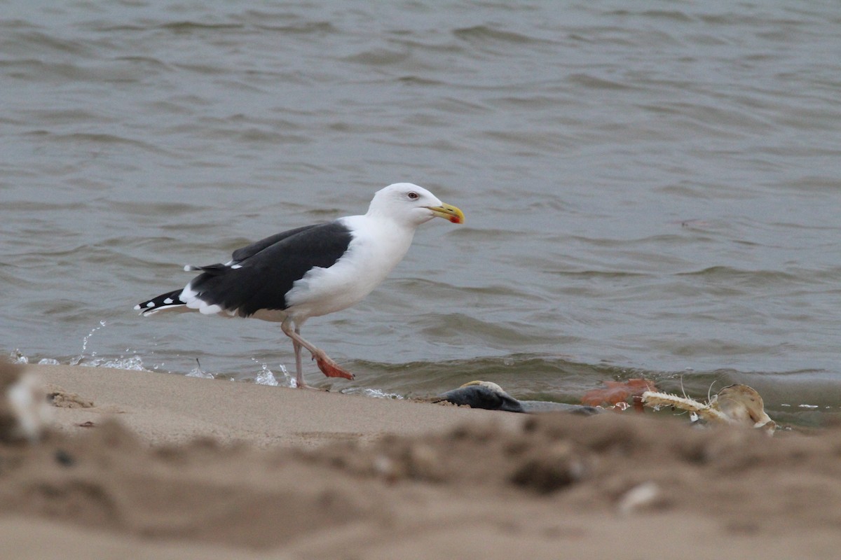 Great Black-backed Gull - Kevin Wistrom