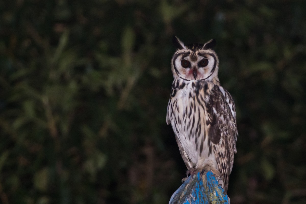 Striped Owl - Claudia Brasileiro