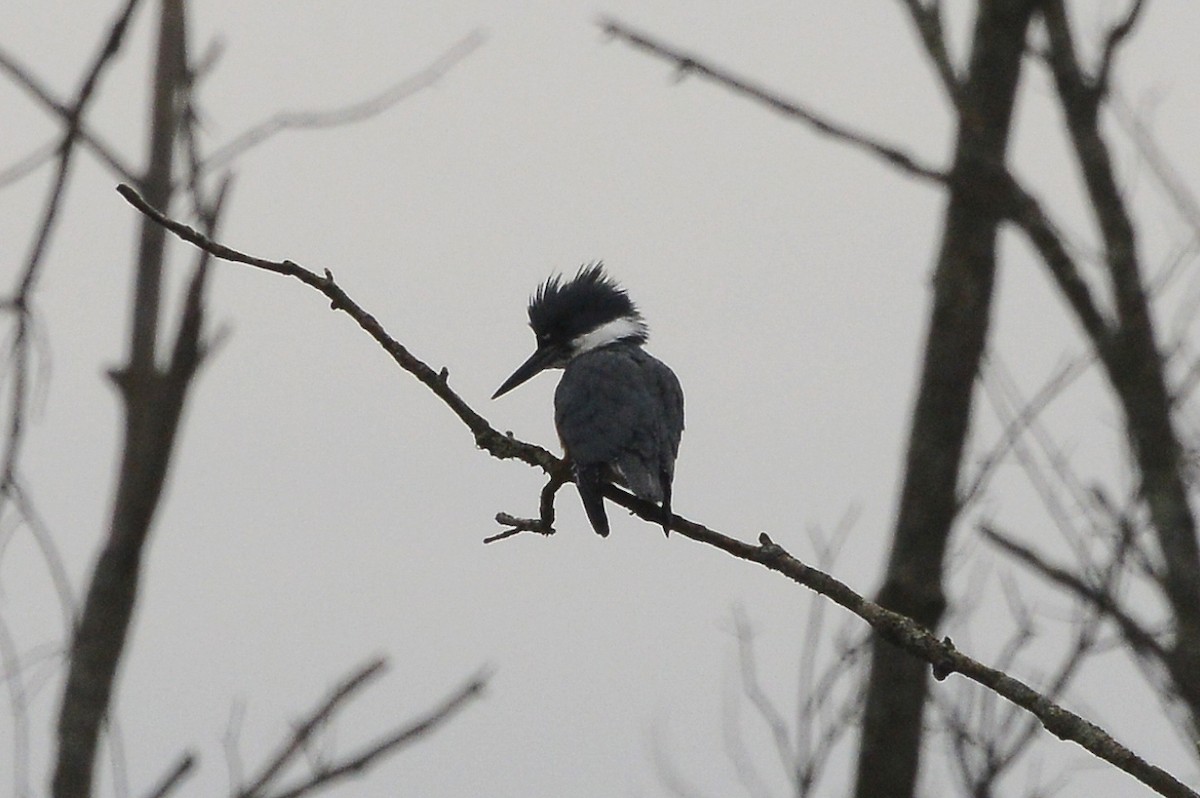 Belted Kingfisher - ML126140421