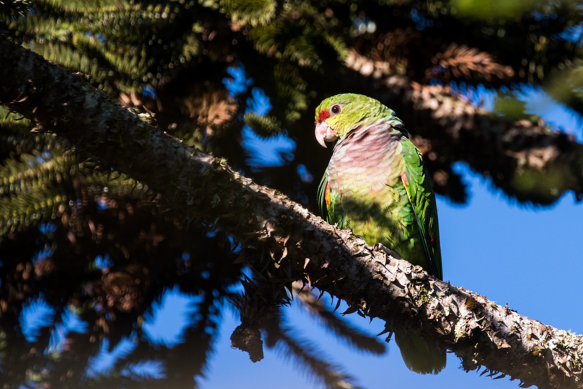 Vinaceous-breasted Parrot - ML126140831