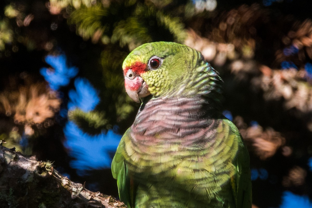 Vinaceous-breasted Parrot - Claudia Brasileiro
