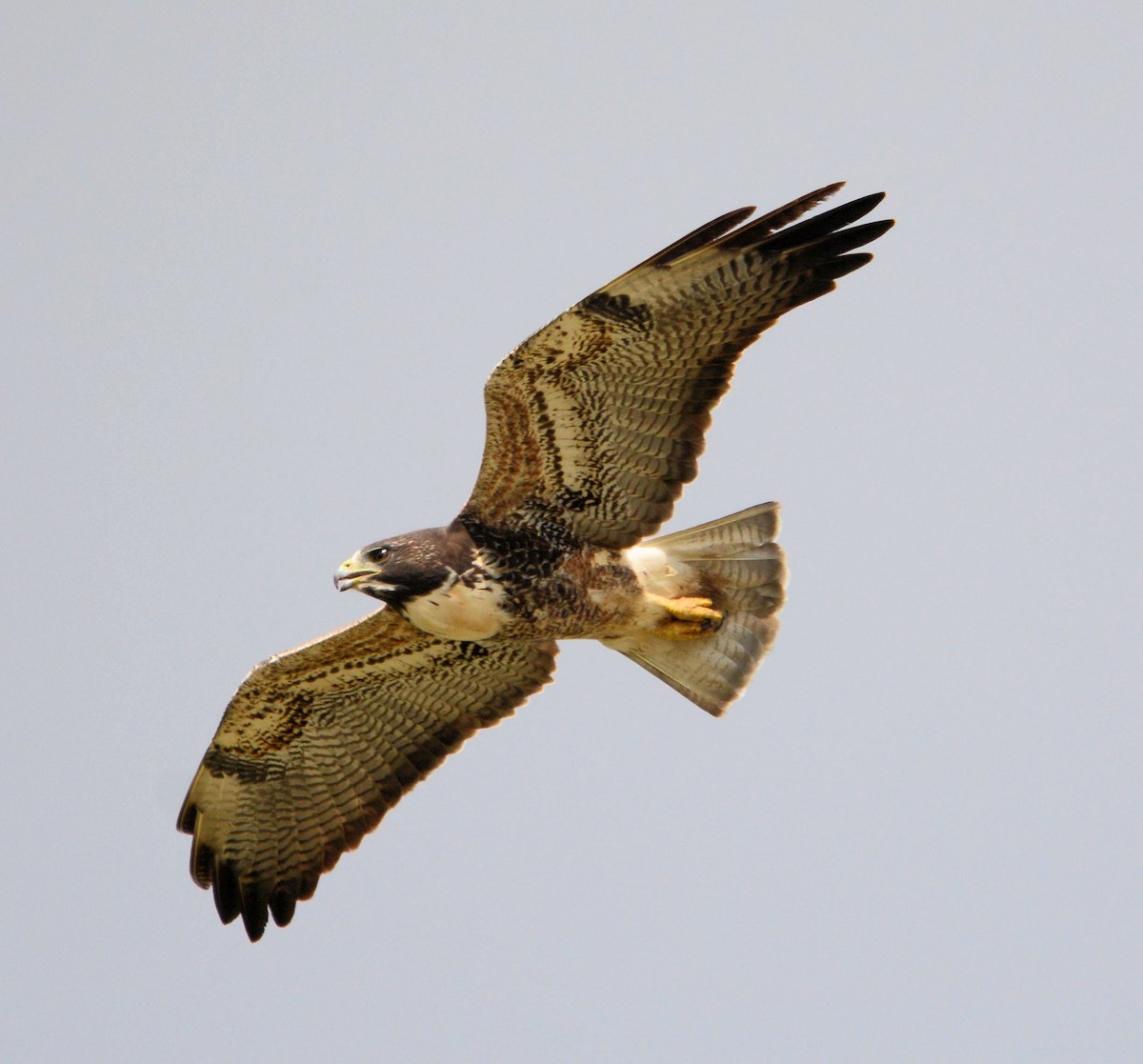 White-tailed Hawk - Kenneth Butler