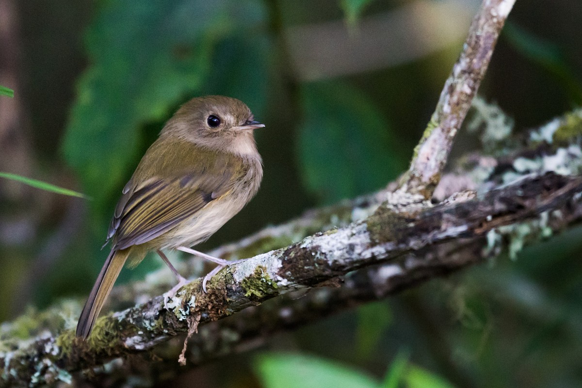 Brown-breasted Pygmy-Tyrant - ML126142291