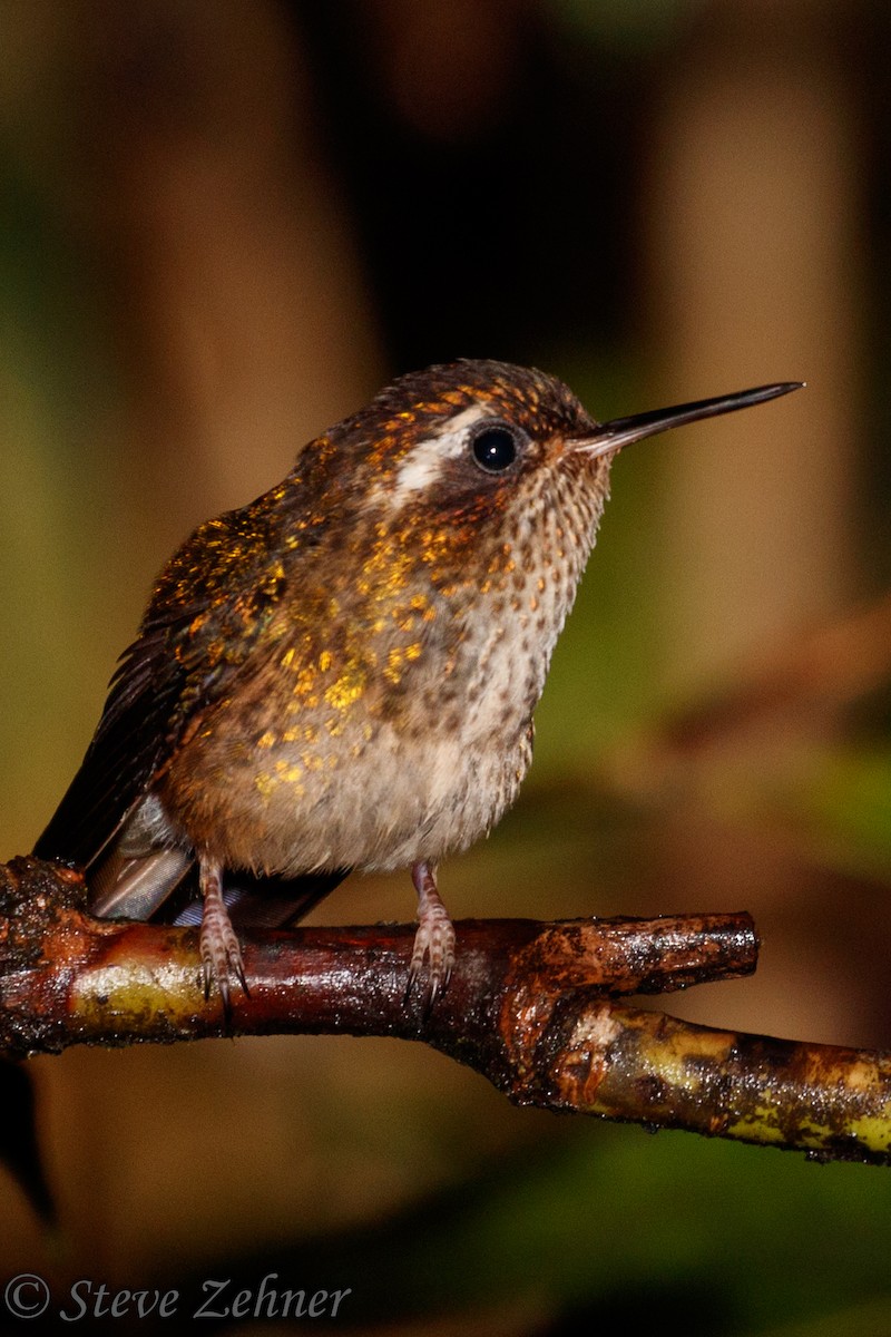 Speckled Hummingbird - Steve Zehner