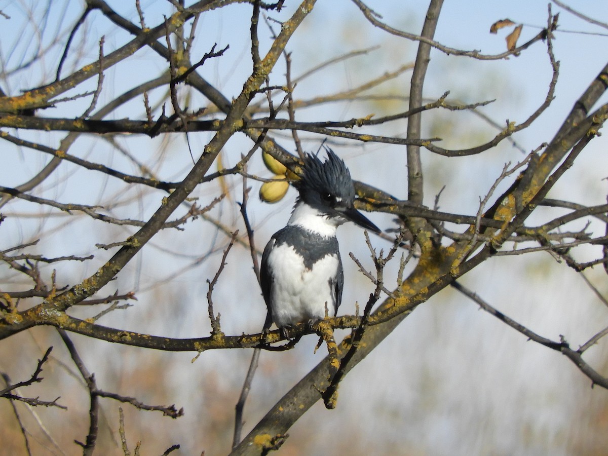 Belted Kingfisher - ML126145201