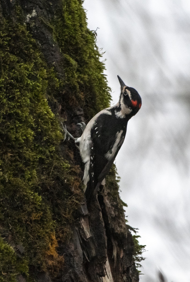 Hairy Woodpecker - Ken Pitts