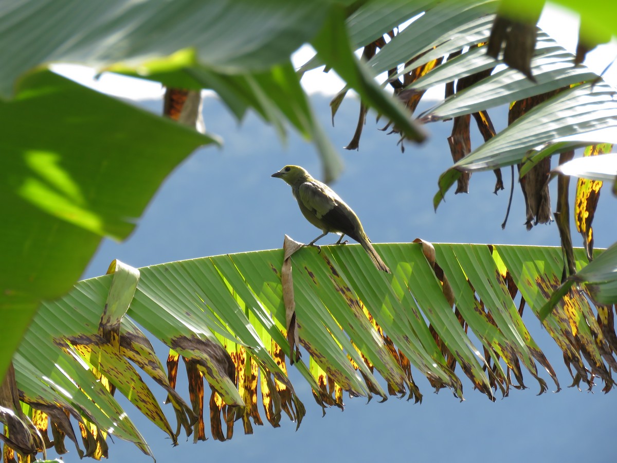 Palm Tanager - ML126148611
