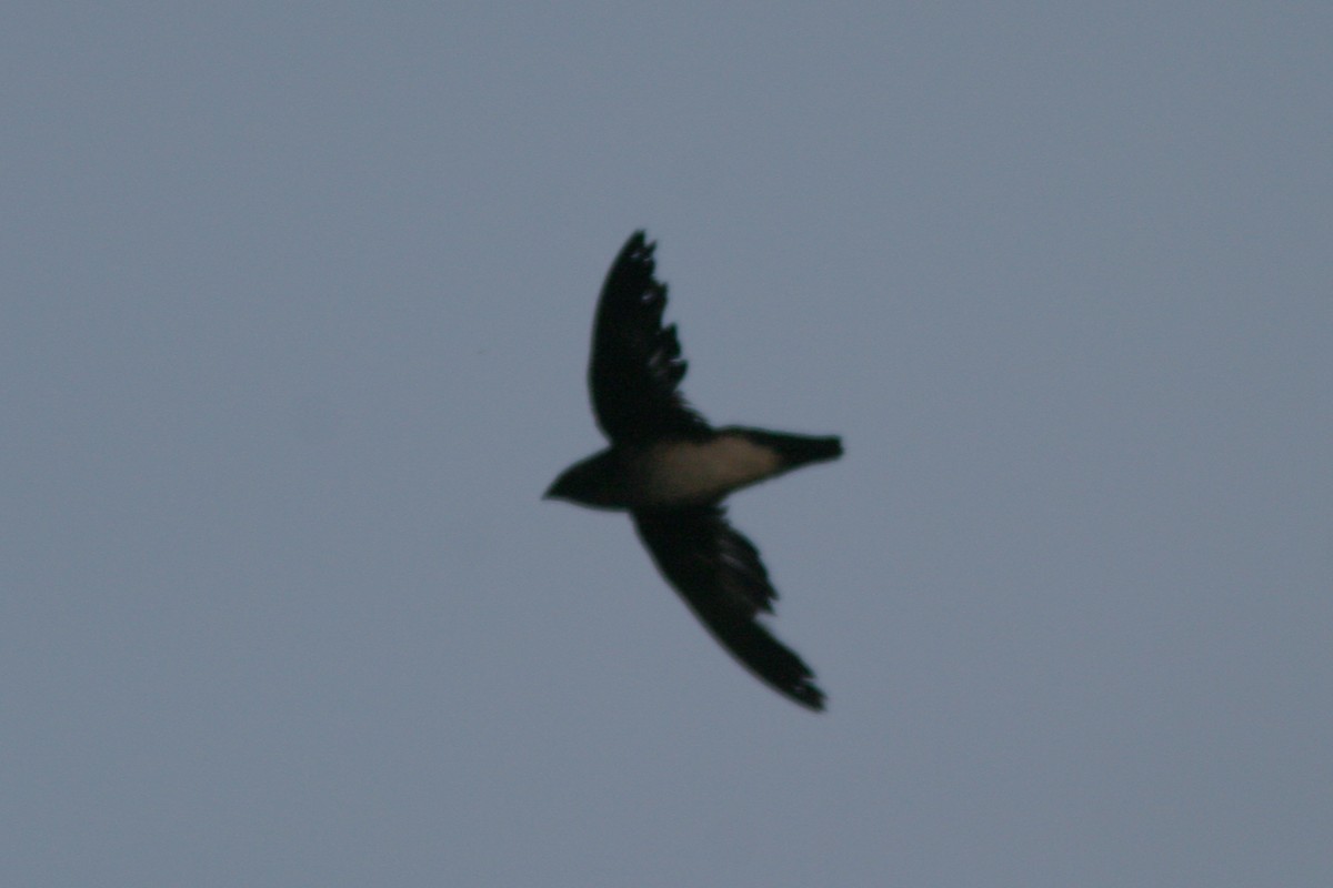 Papuan Spinetailed Swift - ML126150851