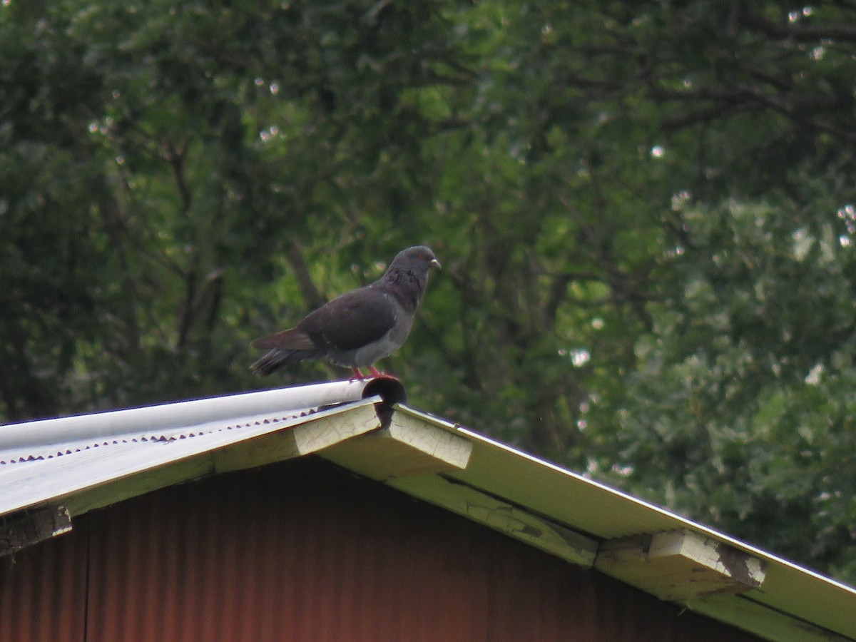 Rock Pigeon (Feral Pigeon) - ML126150991