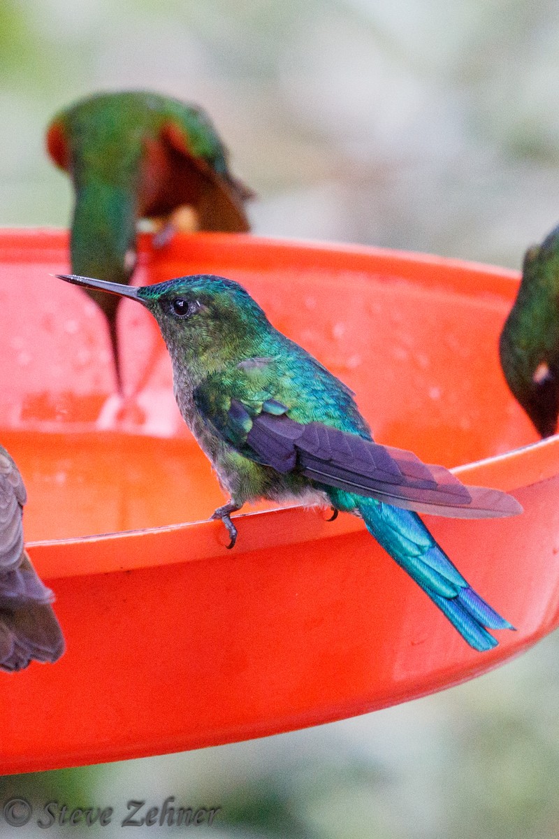 Long-tailed Sylph - ML126151661