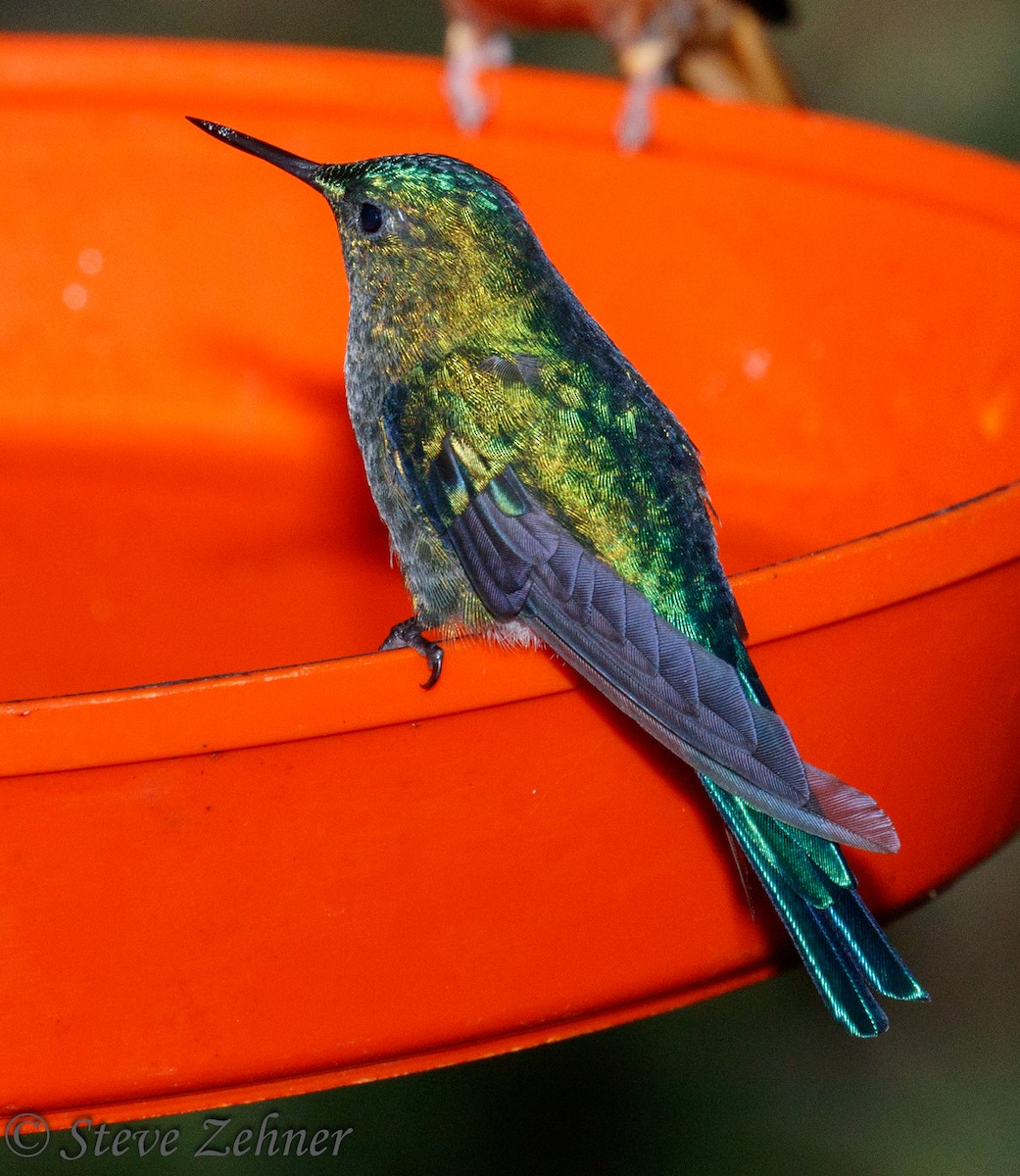Long-tailed Sylph - ML126151811