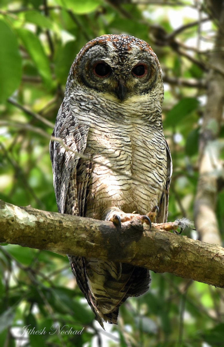 Mottled Wood-Owl - ML126153011