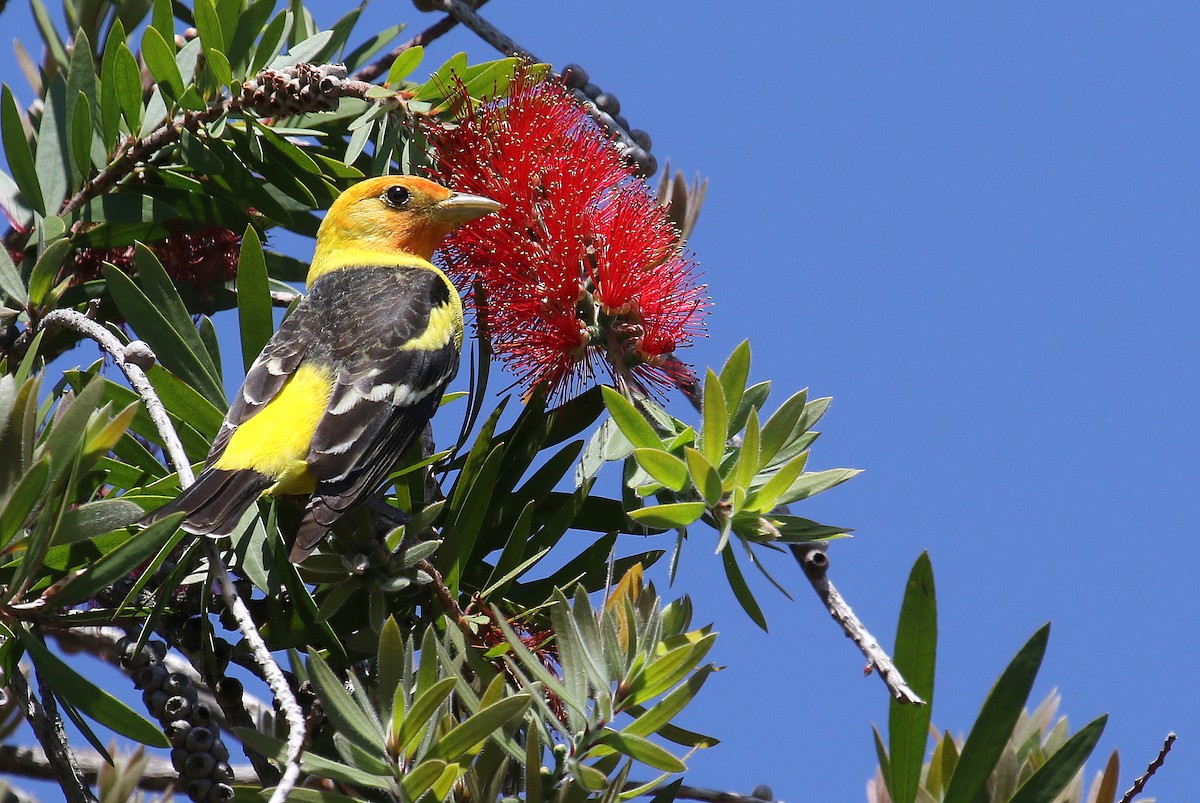 Western Tanager - ML126153931