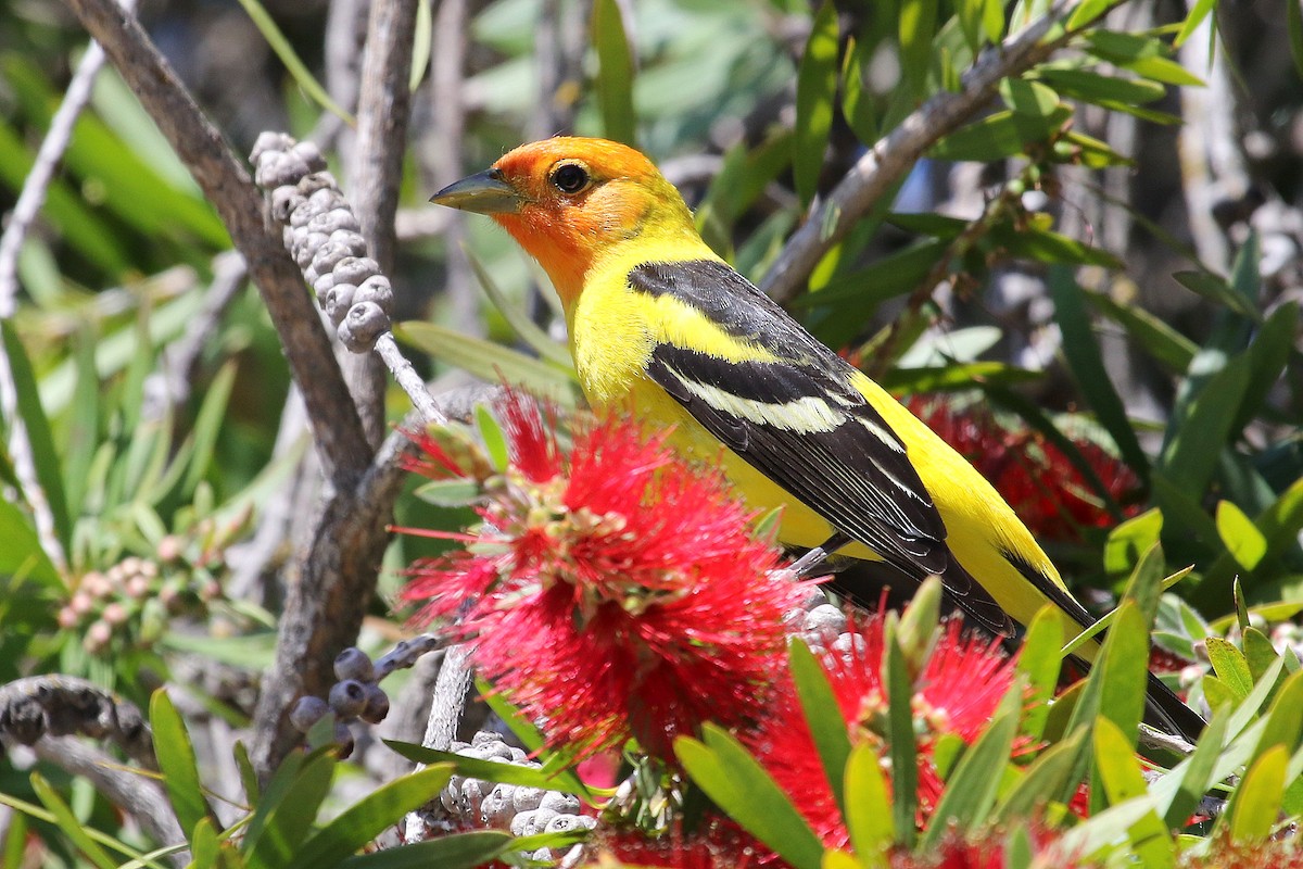 Western Tanager - ML126153961
