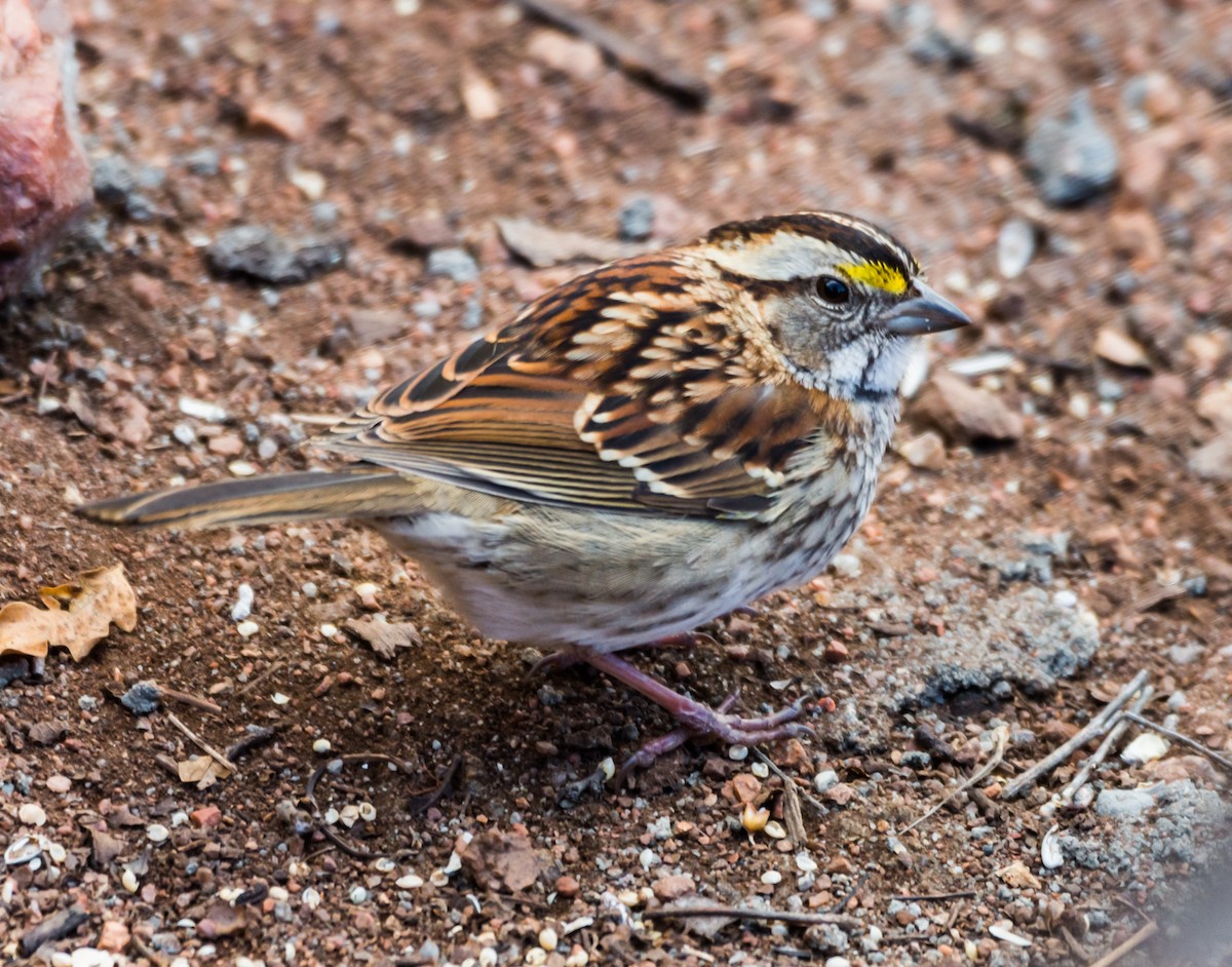 White-throated Sparrow - ML126158851