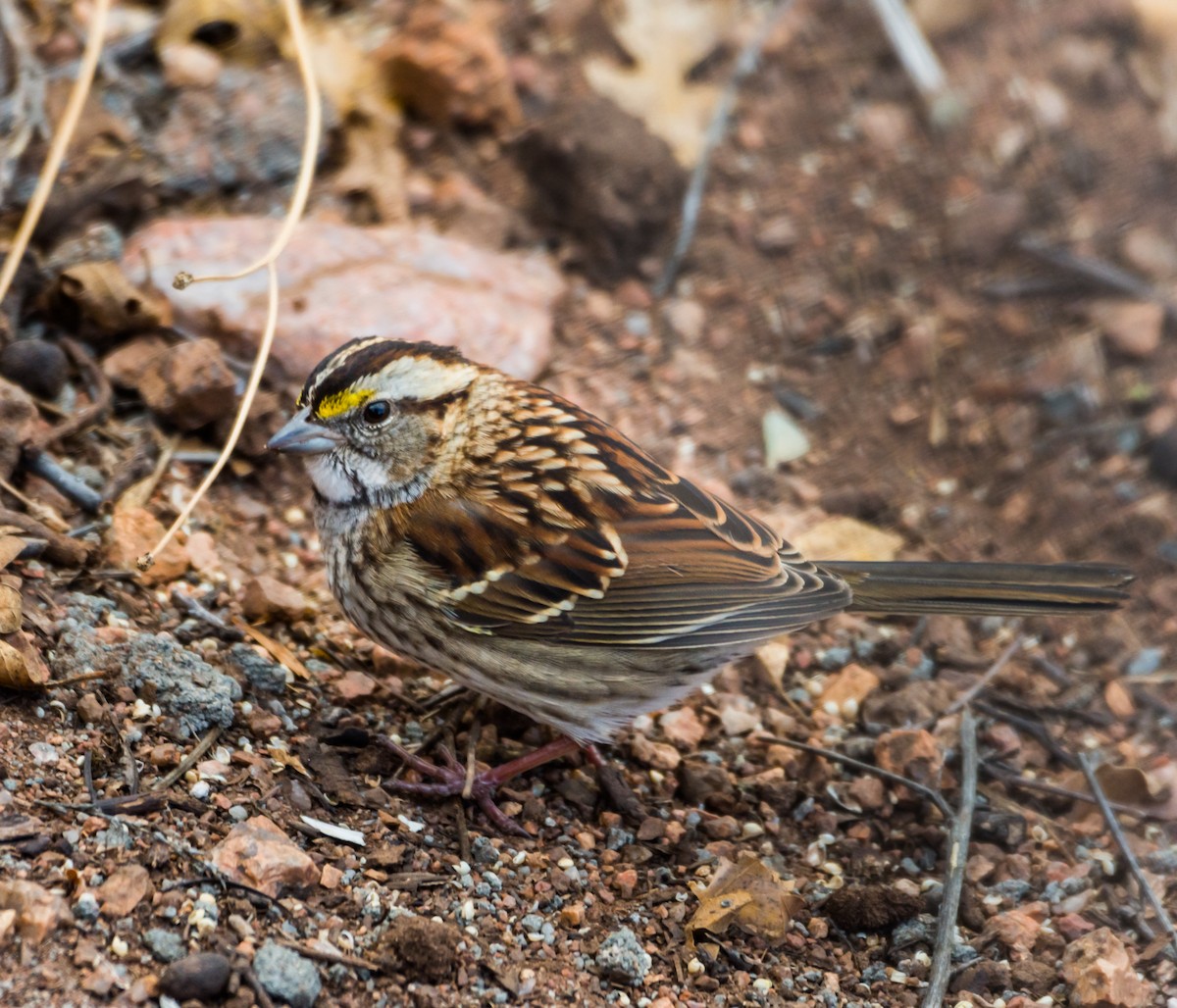 White-throated Sparrow - ML126158891