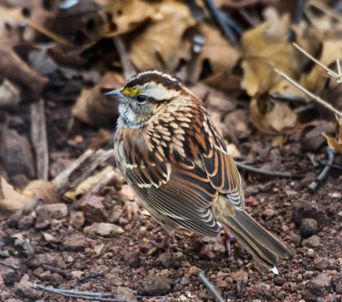 White-throated Sparrow - ML126158901