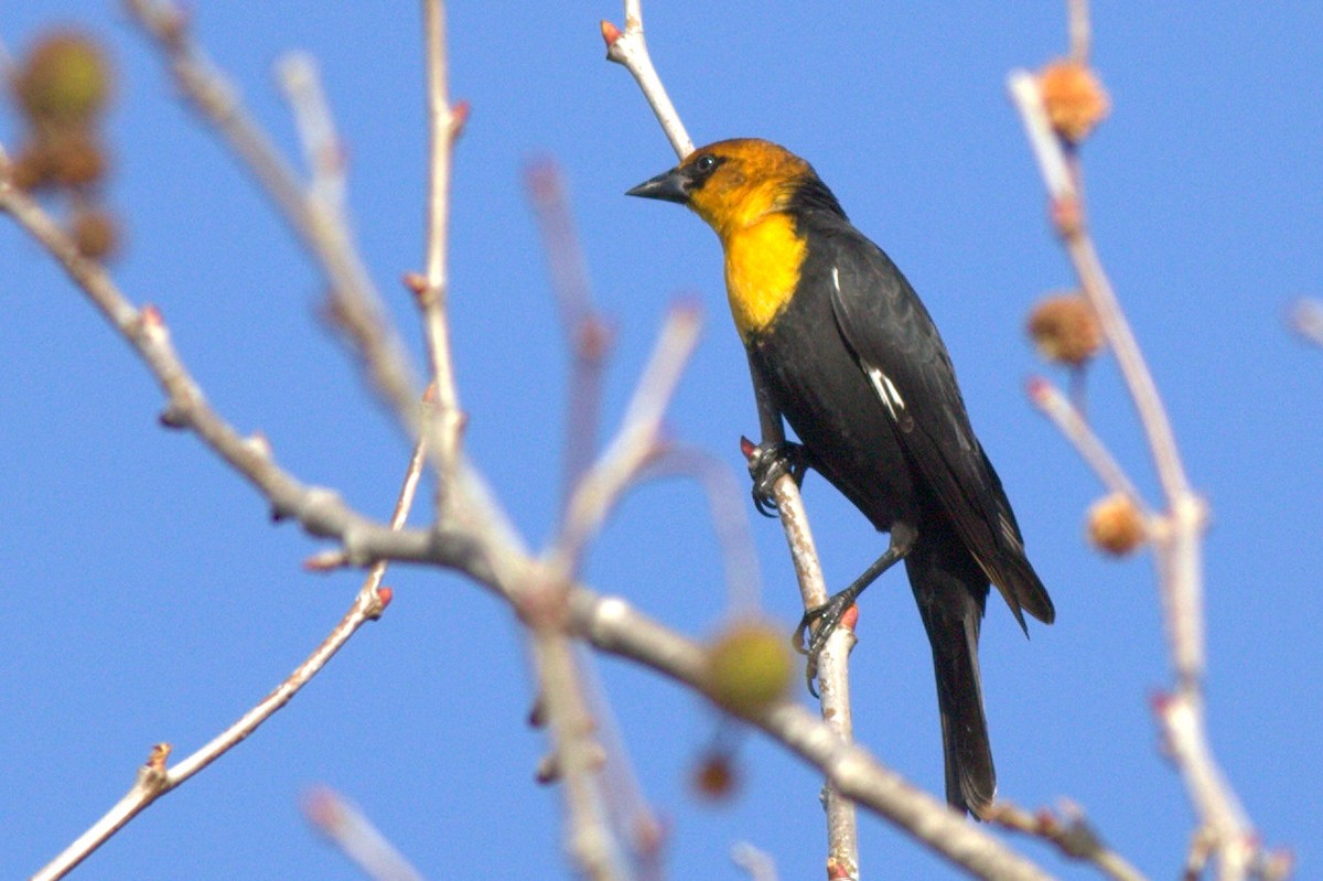Yellow-headed Blackbird - Eve Martin