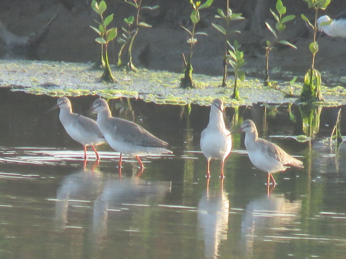 Spotted Redshank - ML126160441