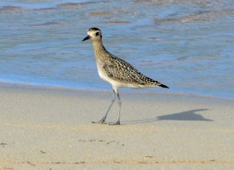 Pacific Golden-Plover - Jafet Potenzo Lopes