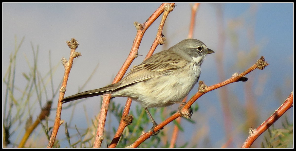 Sagebrush/Bell's Sparrow (Sage Sparrow) - ML126161731