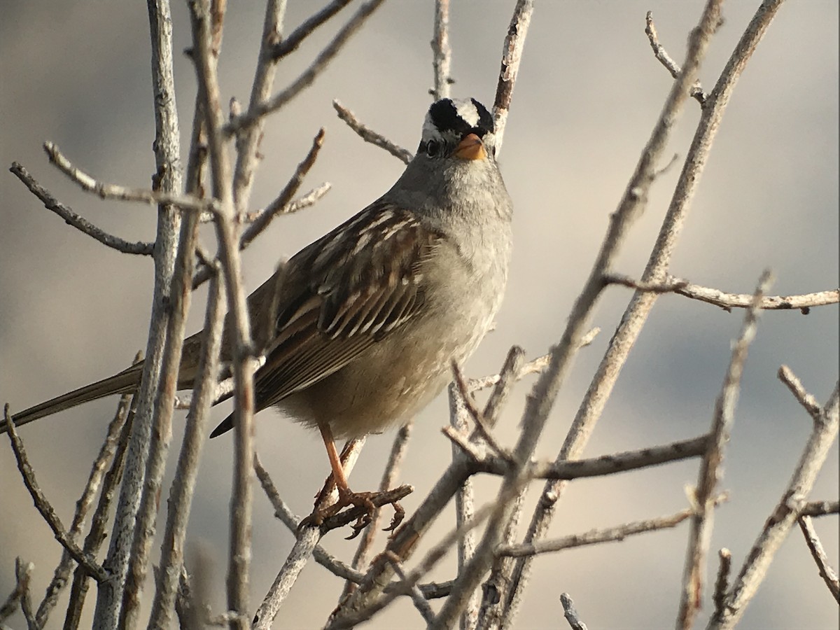 White-crowned Sparrow - ML126162711