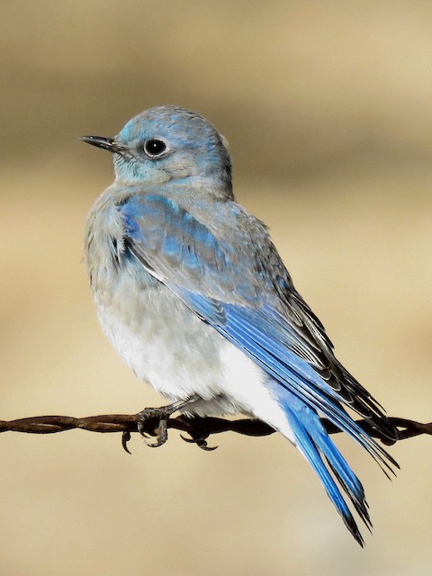 Photos Mountain Bluebird Sialia Currucoides Birds Of The World