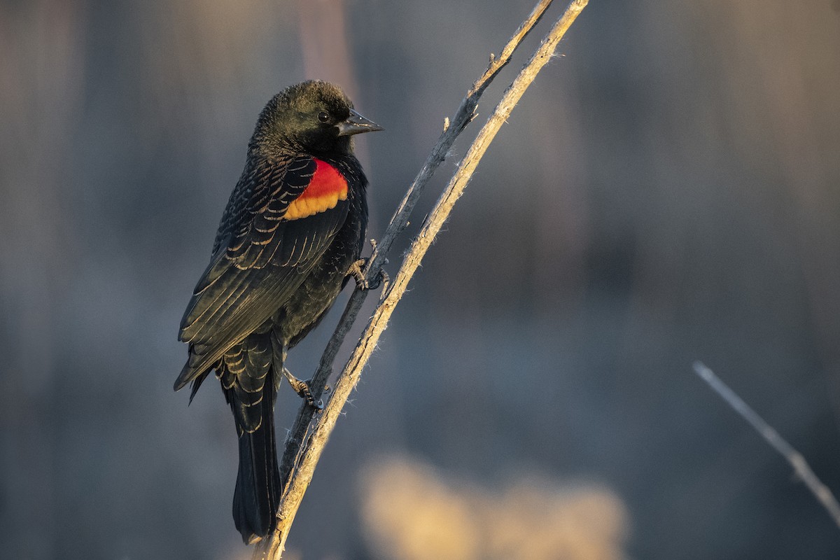 Red-winged Blackbird - Bryan Calk