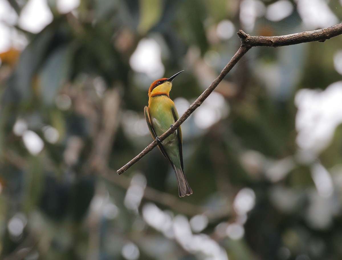 Chestnut-headed Bee-eater - ML126163911