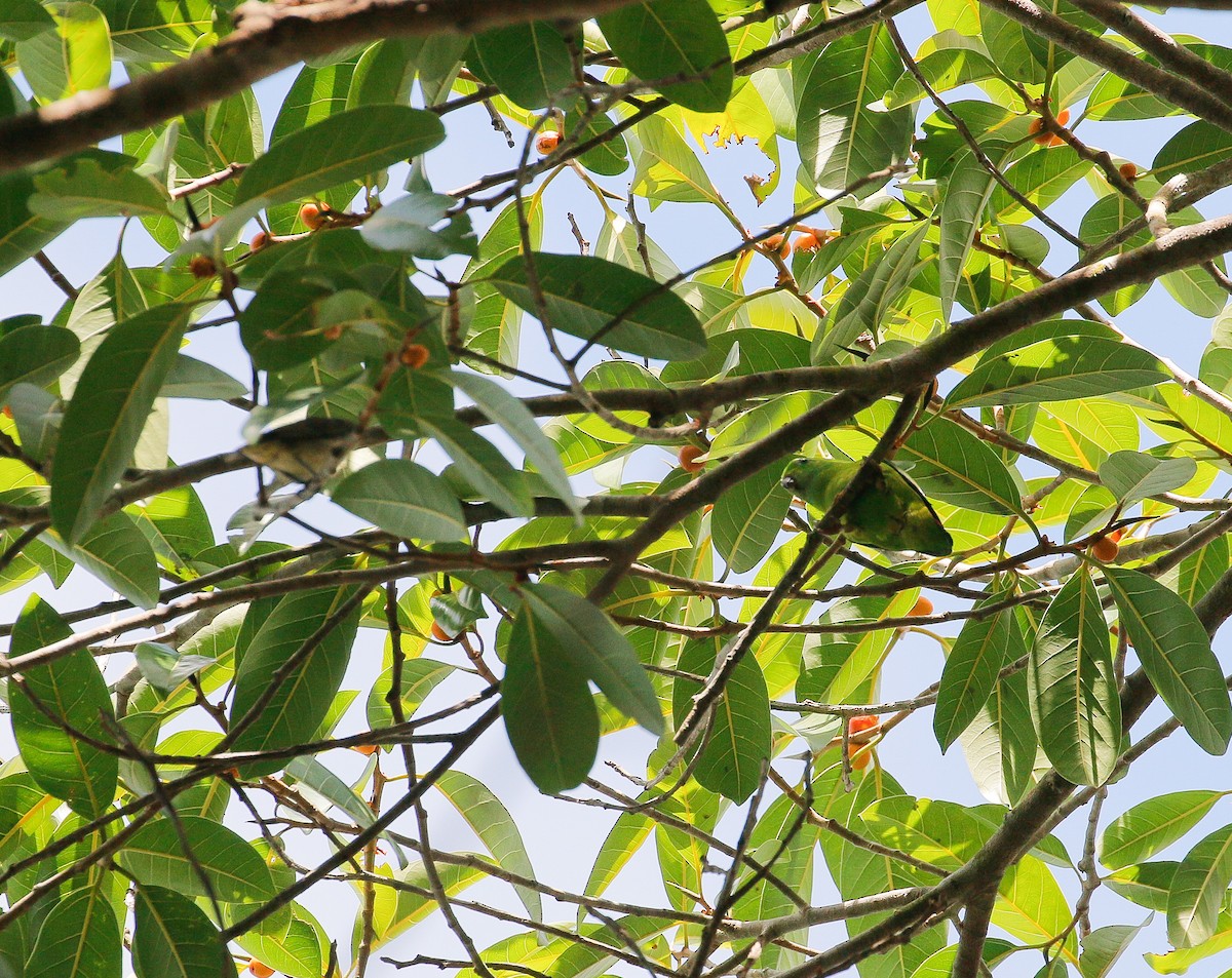 Blue-crowned Hanging-Parrot - ML126164031