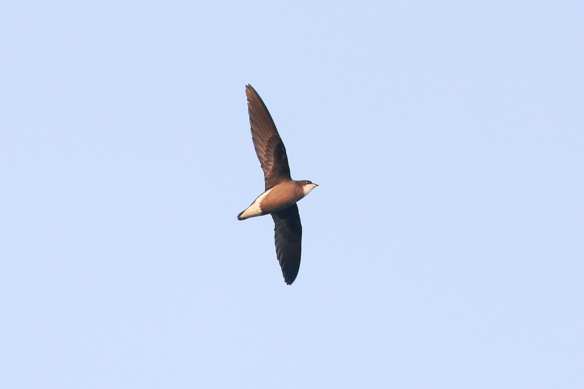 White-throated Needletail - Ged Tranter