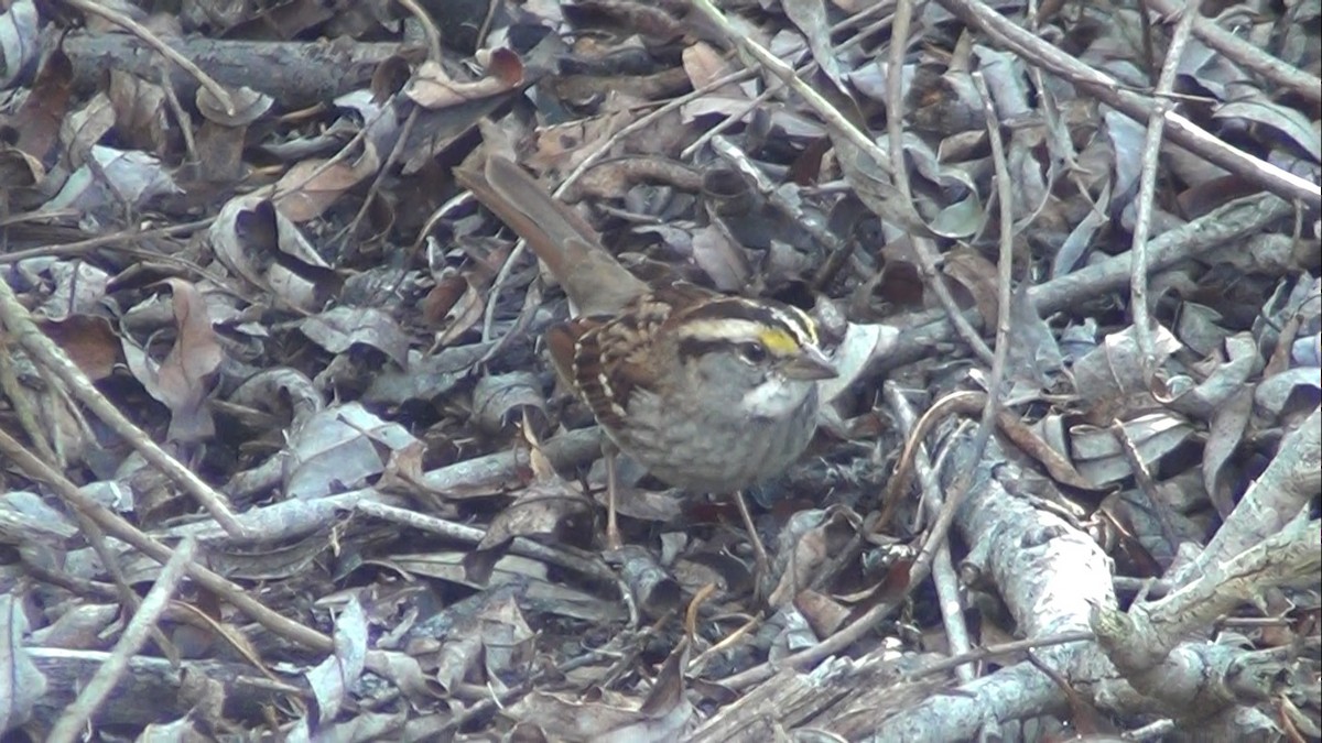 White-throated Sparrow - ML126169401