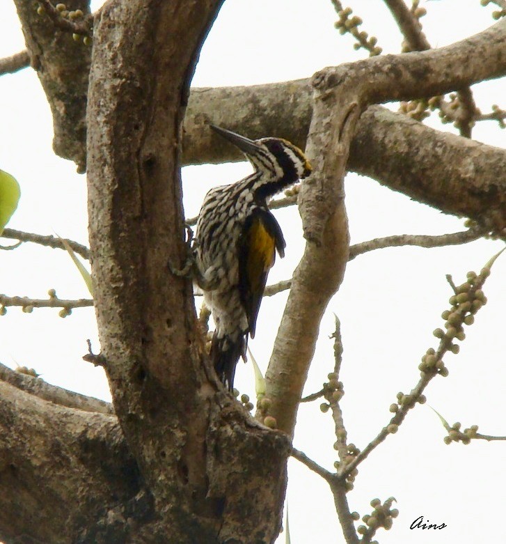 White-naped Woodpecker - ML126169511