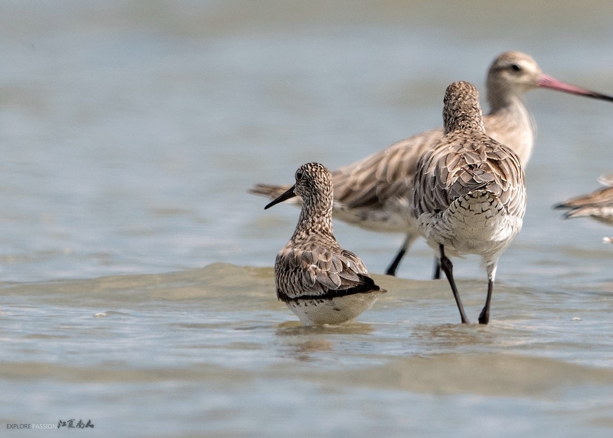 Great Knot - ML126174021
