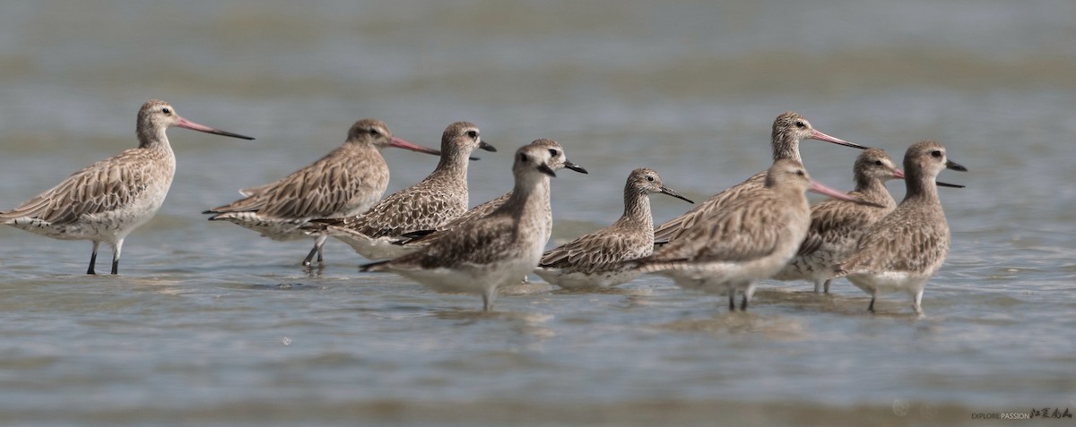 Great Knot - ML126174061