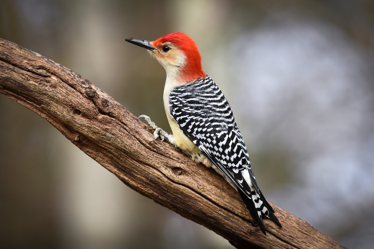 Red-bellied Woodpecker - ML126184791