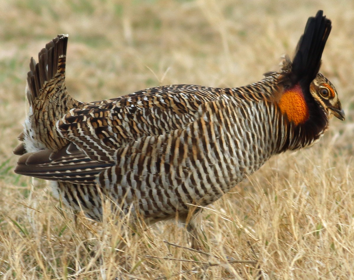 Greater Prairie-Chicken (Attwater's) - Gary Binderim